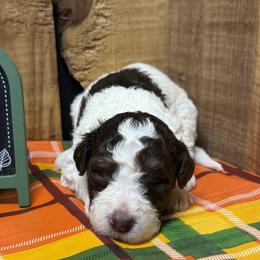 Kenny - Brown and white male Aussiedoodle puppy in Lavonia, Georgia from H & A Kennels