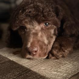 Mocha - Brown female Poodle puppy in Cleveland, Texas from Jolley Poodles