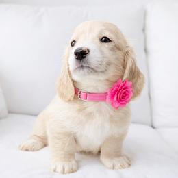 Kylie (Cream) (No breeding homes) - Cream female Dachshund puppy in Fayetteville, North Carolina from RRD