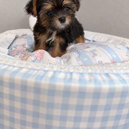 SAMMY KOREAN DOLL FACE - Phantom male Maltipoo puppy in Orlando, Florida from Denise’s Puppies