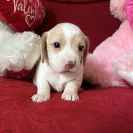 Pocket Beagle Skittles - Lemon and white female Beagle puppy in Gentry, Arkansas from HC Puppy Ranch