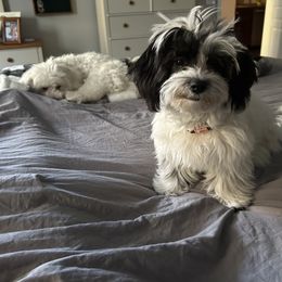 Shichon All Grown Up from Loving Paws Teddy Bear Patch