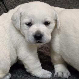 Elsa - Yellow female Labrador Retriever puppy in Gaffney, South Carolina from Circle D Farms