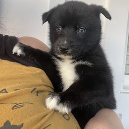 Siberian Husky Puppies from Mount Hope Siberians