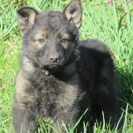German Shepherd Puppies from Parsons German Shepherds