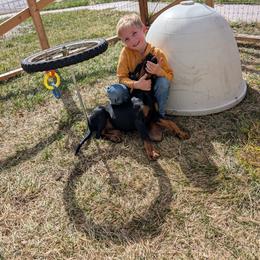 Black and Tan Coonhound Puppies from Jackman Kennels