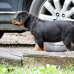 Rottweiler Puppies from VhDoggMeier Rottweilers