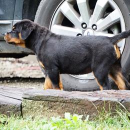 Rottweiler Puppies from VhDoggMeier Rottweilers