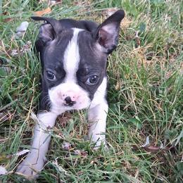 Nemo - Black brindle and white male Boston Terrier puppy in Smallett, Missouri from B's Bostons