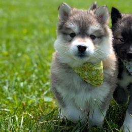 Elle - Sable and white Siberian Husky puppy in Coshocton, Ohio from Wyant Farms