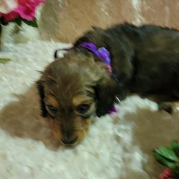 Dachshund Puppies from CLARK'S BREEDING PROGRAM