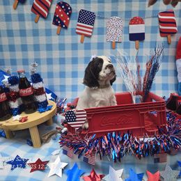 Sparkler - Liver white and roan female English Springer Spaniel puppy in Saginaw, Michigan from Kemerer Springers