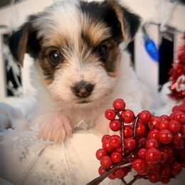 Boy 3 gizmo - Parti male Yorkshire Terrier puppy in Machesney Park, Illinois from Three Yorkie Family