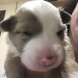 Border Collie Puppies from Burke BC’s