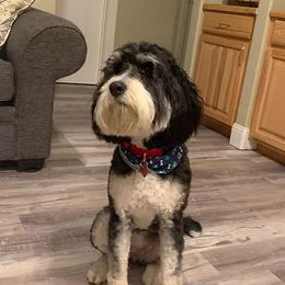 Bella - Bernedoodle