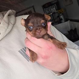 Ckc Chocolate Boy - Chocolate, tan and white male Yorkshire Terrier puppy in Lakeland, Florida from You Me & The Yorkies
