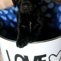 Labradoodle and Labrador Retriever Puppies from Moore than Dogs