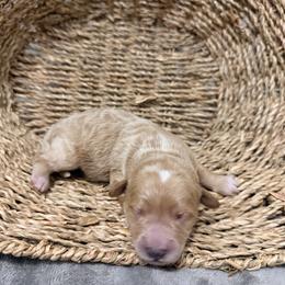 Grumpy - Red  male Goldendoodle puppy in Bradenton, Florida from Christianna’s Mini Goldendoodles