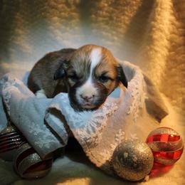 Mary - Pembroke Welsh Corgi puppy from Covered Bridge Corgis