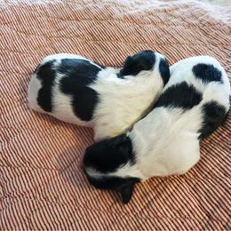 Yorkipoo and Yorkshire Terrier Puppies from Bougie Paws llc