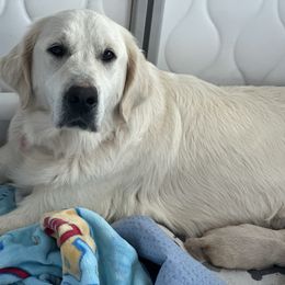 Cran merry bliss - Light golden female Golden Retriever puppy in Sacramento, California from Creamy Retrievers