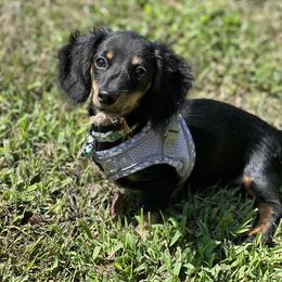 Dachshund All Grown Up from Dannie's Doxies
