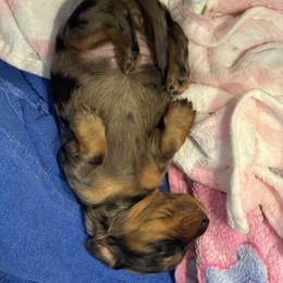 Dachshund Puppies from Birkin’ Paws