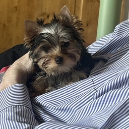 Yorkshire Terrier Puppies from Earthmountain Yorkies