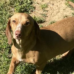 Charlotte - Dachshund