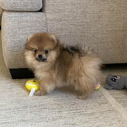 Leah - Orange sable female Pomeranian puppy in Citrus Heights, California from Yev and Marina's Pomeranians (AKC)