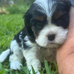 Girl 1 - Tri-color female Cavalier King Charles Spaniel puppy in Wilton, California from Becky's Cavalier King Charles Spaniels