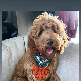 Aussiedoodle, Bernedoodle, Cockapoo, and Goldendoodle Puppies from Puppy Love Doodles