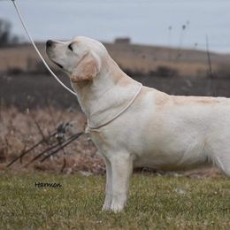Ember - Labrador Retriever