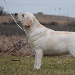 Ember - Labrador Retriever