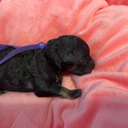 Sable - Phantom female Poodle puppy in Port Saint Lucie, Florida from Abbott Standard Poodles