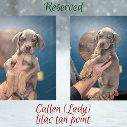Callen - Silver female Great Dane puppy in Roseau, Minnesota from UNDAD'S KENNELS