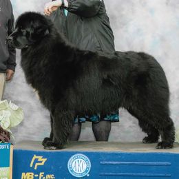 Newfoundlands from Glenauldyn Newfoundlands