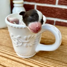 Goldendoodle and Poodle Puppies from SnickerDoodlePups