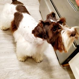 Grady - Miniature Schnauzer