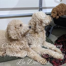 Goldendoodle Puppies from Lu Doodles