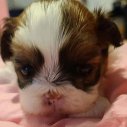 Girl 1 - Sable and white female Shih Tzu puppy in Belleville, Michigan from Patricia's Heavenly Earth Angels