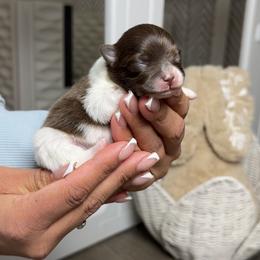 Thumper - Chocolate male Pomeranian puppy in Newport News, Virginia from Nel’s Pomeranians