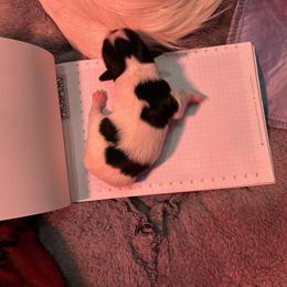 Papillon Puppies from ANTON KOTLJAROV