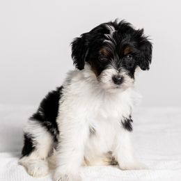 Buddy - Tri-color male Bernedoodle puppy in Slc, Utah from Timp Doodles
