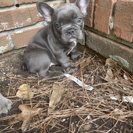 Girl 1 - Blue French Bulldog puppy in Jonesboro, Georgia from 24kt Frenchies