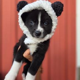 Wallis - Tri-color male Pomsky puppy in Mc Callsburg, Iowa from SZ Rolling Acres LLC