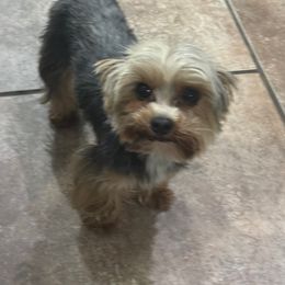 Zeddy - Yorkshire Terrier