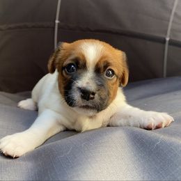 Iris - White and tan female Russell Terrier puppy in Andover, Connecticut from Frog Hollow Farm