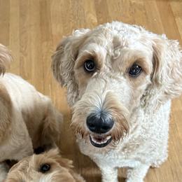 Goldendoodles from Bellegrove Goldendoodles