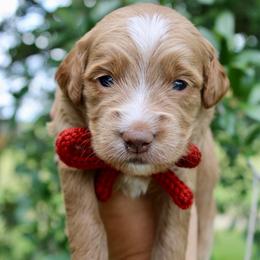 Coast - Red  male Goldendoodle puppy in Comanche, Texas from Central Texas Doodles, LLC.